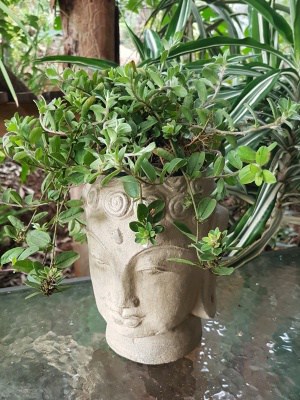 Have fun with this Buddha Head Plant Pot CPS10 - 20x15cm . Pair it up with the Lady Tara Buddha Head Plant Pot - 25X15CM CPS 9 from CasaPandan.